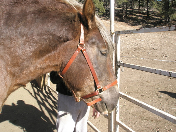 leather halter for draft horse