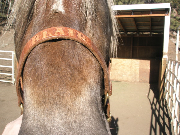 tooled nose band on draft horse halter